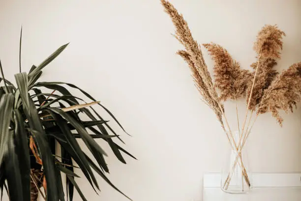 Photo of Pampas Grass and indoor Decor Concept