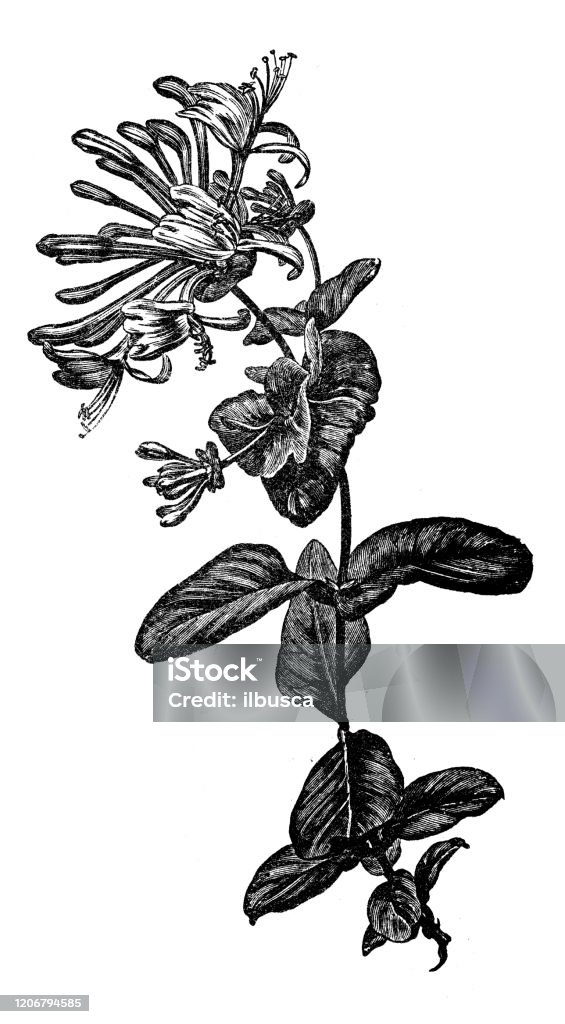 Antique Botany Illustration Honeysuckle Lonicera Caprifolium Stock Illustration - Download Image Now - iStock Antique Botany Illustration Honeysuckle Lonicera Caprifolium Stock Illustration - Download Image Now - iStock