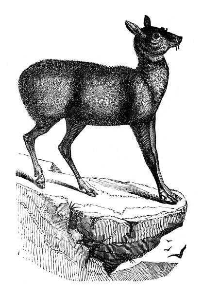 Antique animal illustration: Siberian musk deer (Moshus musk) Antique animal illustration: Siberian musk deer (Moschus moschiferus) moschus stock illustrations