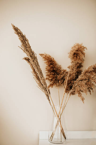 pampas grass et concept de décor intérieur - leafes autumn grass nature photos et images de collection