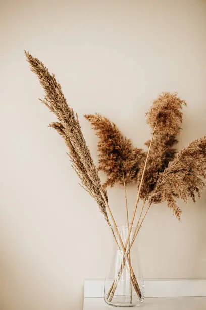 Pampas Grass and indoor Decor Concept