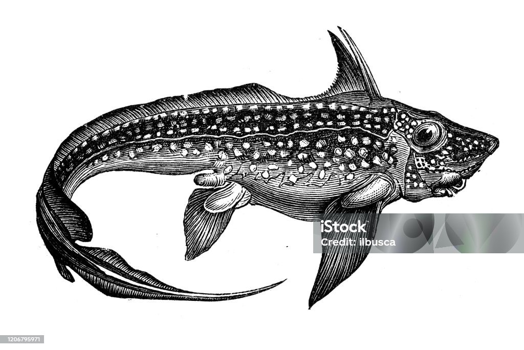 Ilustración de Ilustración Animal Antigua Chimaera Monstruosa Pez Conejo Pez Rata y más Vectores Libres de Derechos de Quimera - iStock Ilustración de Ilustración Animal Antigua Chimaera Monstruosa Pez Conejo Pez Rata y más Vectores Libres de Derechos de Quimera - iStock