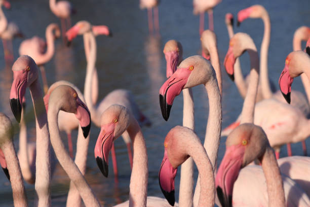 Group of flamingos is standing