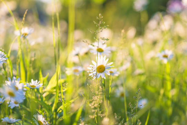 istock Beautiful summer meadow with blooming white daisies on sunlight 1206796257