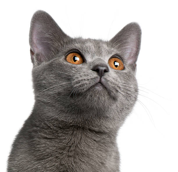 Chartreux kitten, 5 months old, looking up, white background.