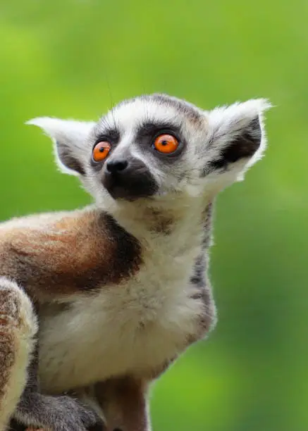 Portrait ring-tailed lemur. Photo from animal live world. Detail face popular monkey.