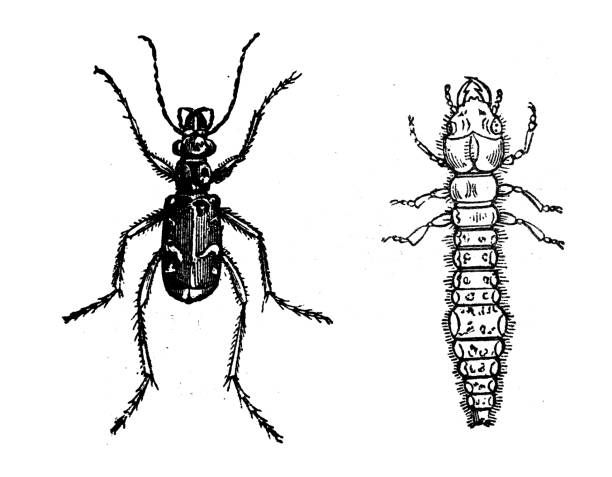 古董動物插圖：西辛德拉，虎甲蟲 - 班蝥 幅插畫檔、美工圖案、卡通及圖標