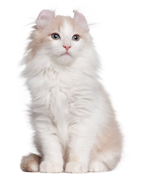 istock American Curl kitten, 3 months old, sitting, white background. 120679774