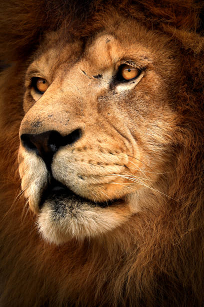 istock Detail of lion face 1206797896