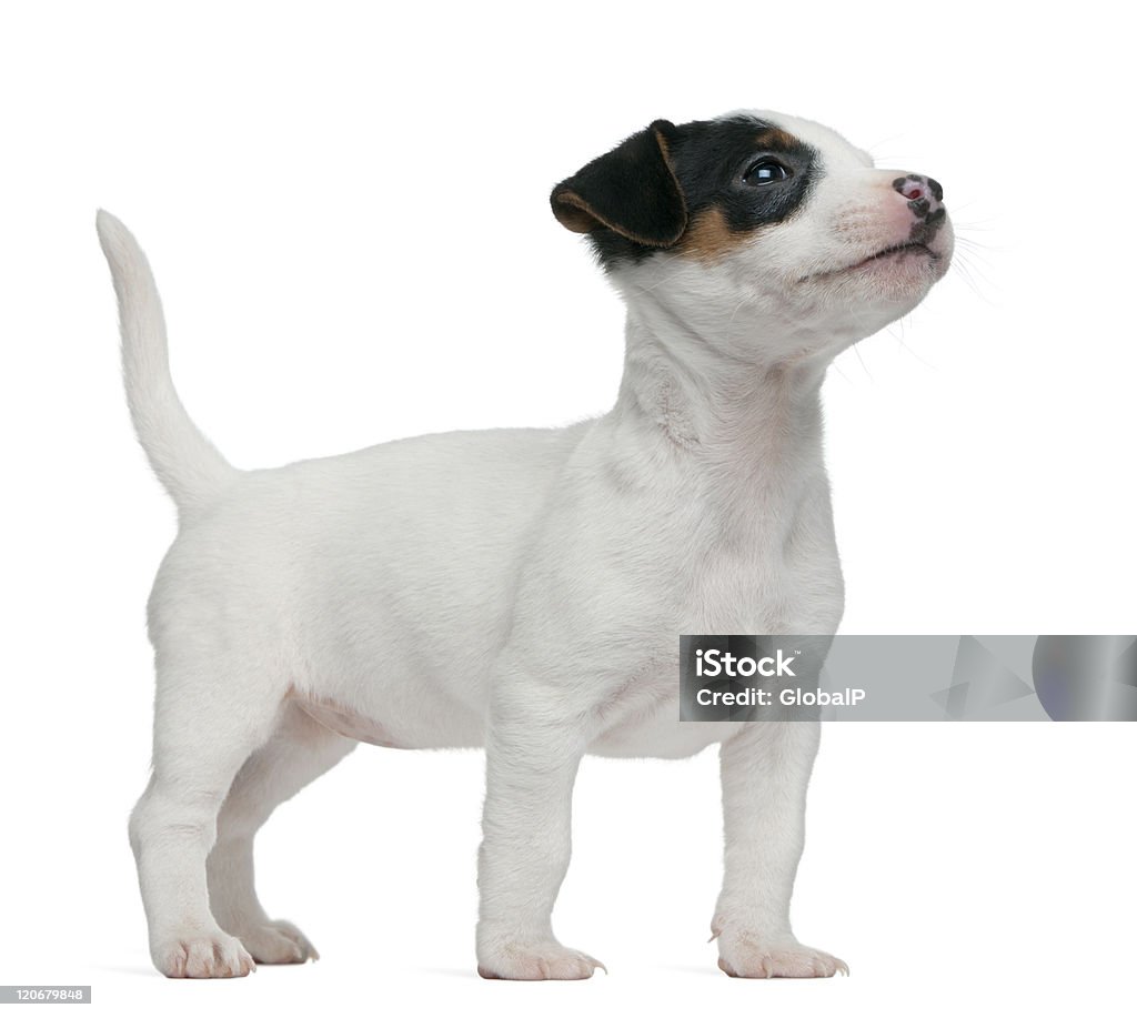 Jack Russell Terrier cachorro, 7 semanas de edad, de pie, fondo blanco. - Foto de stock de Animal libre de derechos