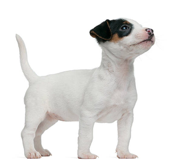istock Jack Russell Terrier puppy, 7 weeks old, standing, white background. 120679848