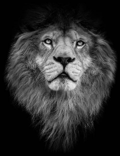 4,200+ Black And White Lion Stock Photos, Pictures & Royalty-Free ...