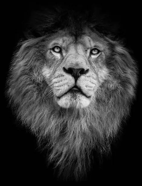 Photo of Poster black and white lion