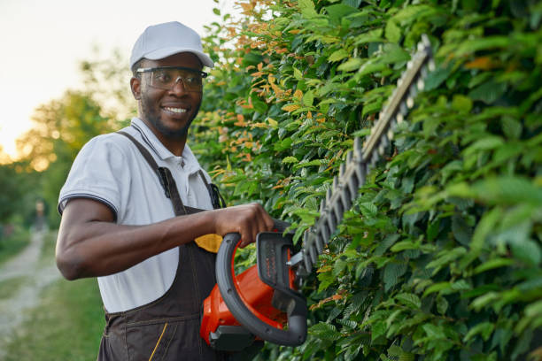 istock Smiling afro gardener using hedge trimmer for cutting bushes 1206798925