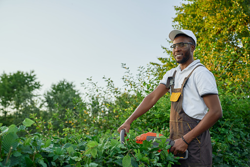 Smiling afro american man in brown overall and protective glasses cutting outgrown bushes into ordered shape during sunny days. Competent male worker using hedge trimmer for gardening.