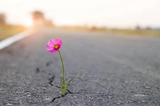 close up, purple flower growing on crack street background.