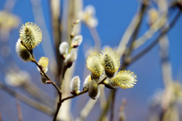 istock Pussy willow flowers on the branch, blooming verba in spring forest 1206799123
