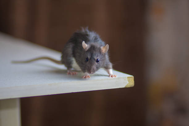 istock Gray pouch on a white table. The rat is gray and 1206799324