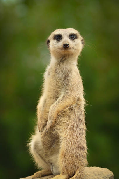 istock Funny meerkat is standing 1206799328