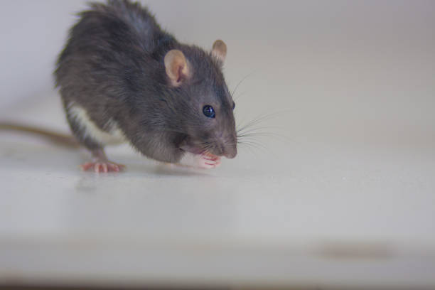 istock Gray pouch on a white table. The rat is gray and 1206800389