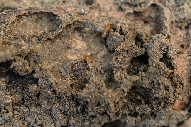 istock Dry-Wood Termites on the old wood rotting 1206800446