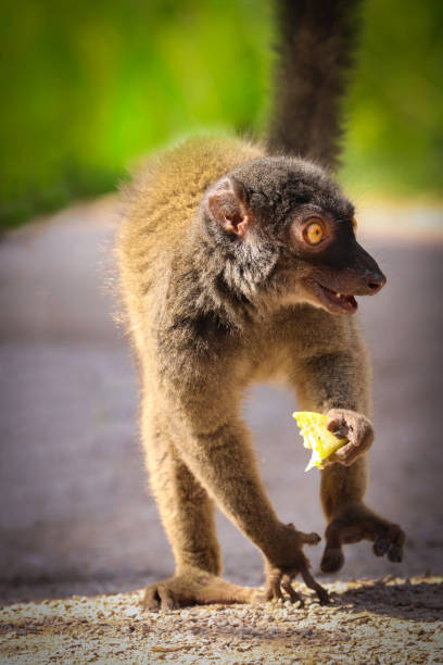 istock The female white-headed lemur (Eulemur albifrons) with food 1206800638