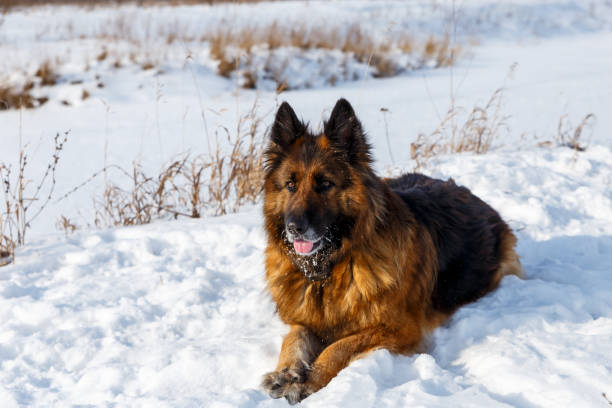 istock German shepherd dog lies in the snow and looks forward 1206800713
