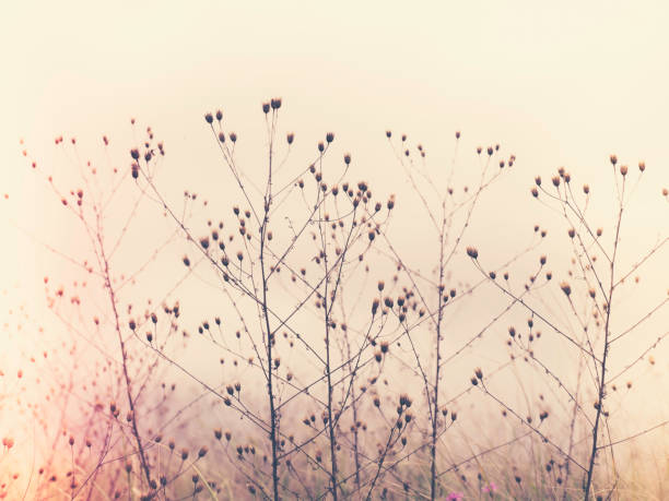 istock Dried wild flower stems in a field 1206800888
