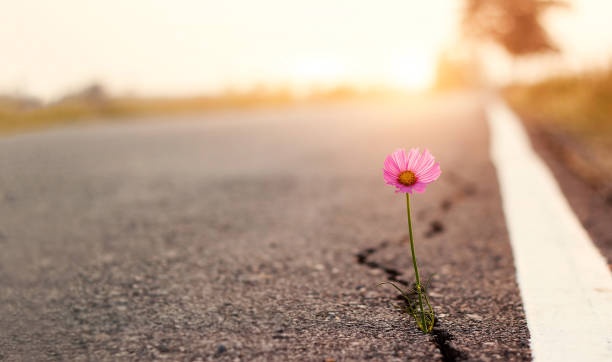 fermez-vous vers le haut, fleur rose se développant sur le fond de coucher du soleil de rue de fissure - espoir photos et images de collection