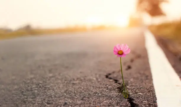 Photo of Close up, Pink flower growing on crack street sunset background