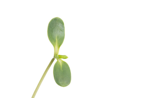 istock Sunflower sprout close-up isolated on white 1206801155