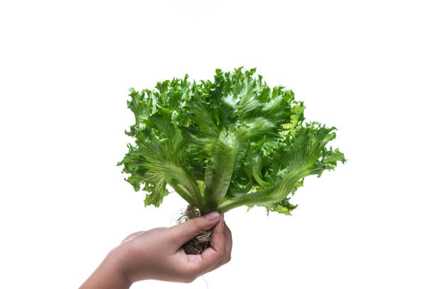 istock Frillice Iceberg Lettuce from hydroponic farm isolated on white background 1206801902