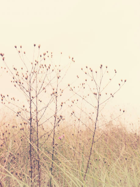 istock Dried wild plants on light cream color background 1206802038