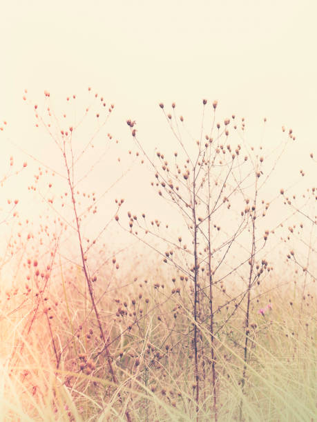 istock Fragile dried flowers in a field 1206802039
