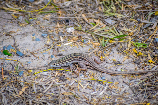 istock Six-lined Racerunner lizard in Rio Grande Valley State Park, Texas 1206802618
