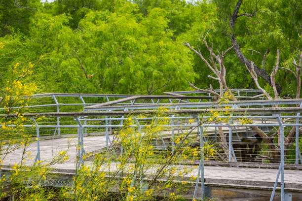 istock A nature trail boardwalk in Rio Grande Valley State Park, Texas 1206802655