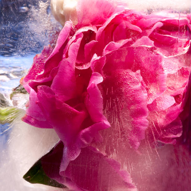 istock Background of  pink peony  flower    in ice   cube with air bubbles. 1206802753