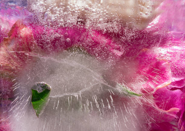 istock Background of  pink peony  flower    in ice   cube with air bubbles. 1206802761