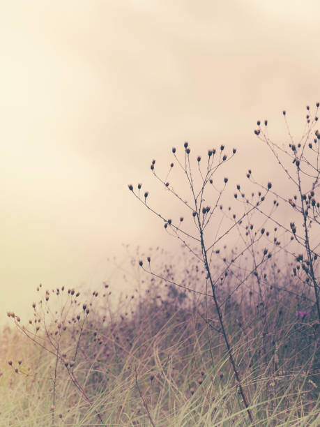 Dried flowers in a field
