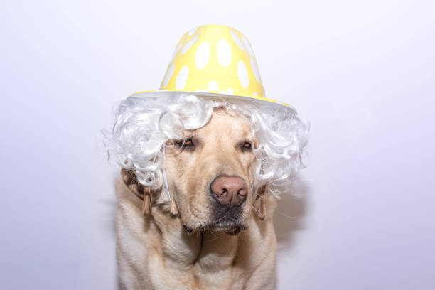 Portrait of a Labrador dog with wig and hat