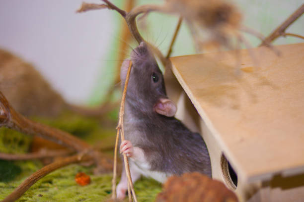 istock Gray rat on a green background. Amid foliage 1206803679