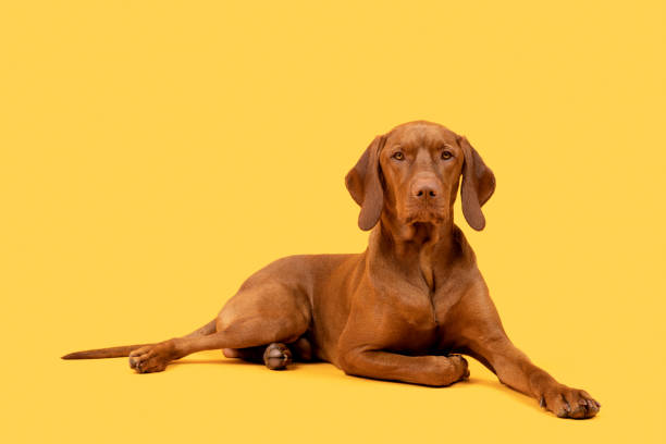 schöne ungarische vizsla hund ganzkörper-studio-porträt. hund liegt hin und schaut auf die kamera über leuchtend gelben hintergrund. - dog puppy lying down looking at camera stock-fotos und bilder