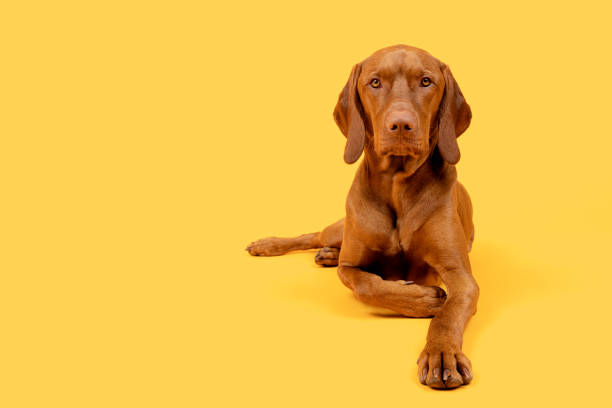 schöne ungarische vizsla hund ganzkörper-studio-porträt. hund liegt hin und schaut auf die kamera über leuchtend gelben hintergrund. - dog puppy lying down looking at camera stock-fotos und bilder