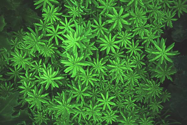 green leaves tropical texture pattern natural background wallpaper, Nature greenery concept.