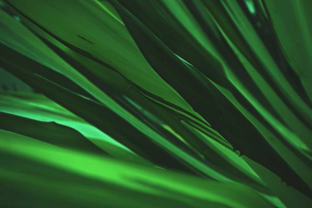 istock green leaves tropical texture pattern natural background wallpaper, Nature greenery concept. 1206804005