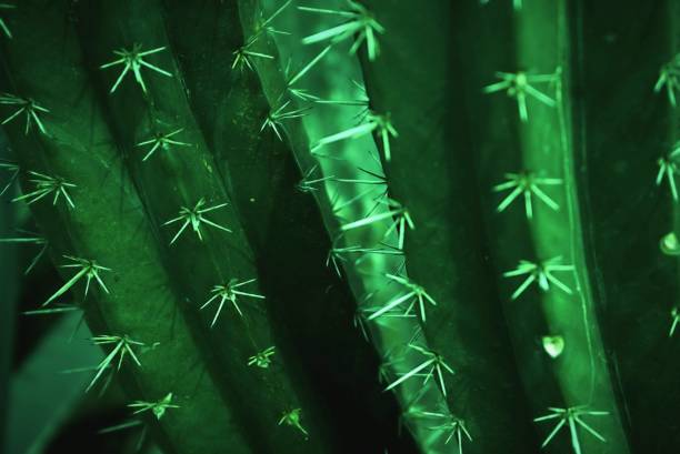 istock green leaves tropical texture pattern natural background wallpaper, Nature greenery concept. 1206804011