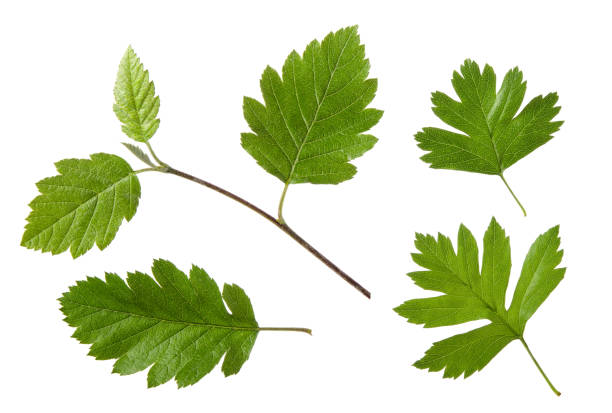 foglia verde biancospino e ramo dell'albero isolati su sfondo bianco - hawthorn foto e immagini stock