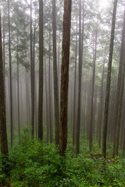 istock Nara cedar forest wrapped in fog 1206806577