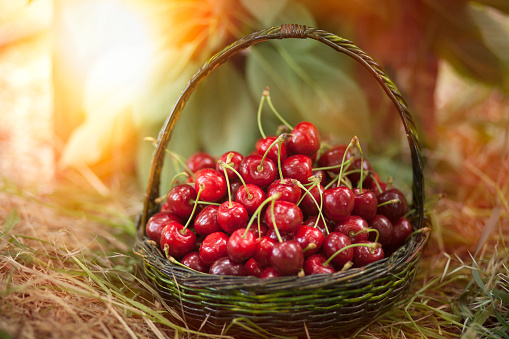 Cherries in a basket on wood table with copy space and green background