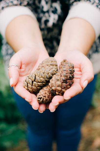 istock beautiful collected pine cones in hands in a pine forest 1206807593
